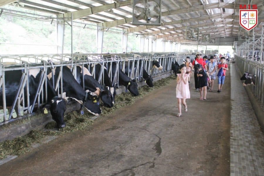 MIS Summer Camp 2019 – Trải nghiệm trang trại mẫu nuôi bò sữa Ba Vì